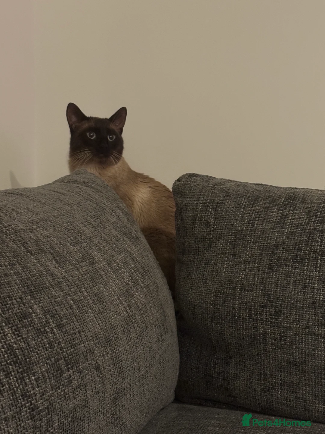 Mixed Breed cats for sale: Siamese x Domestic  - Advert 5