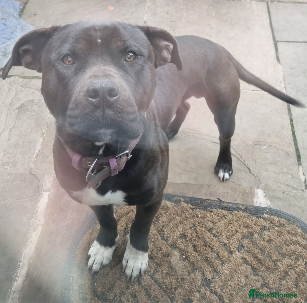 Mixed Breed dogs for sale: Male Labrador X Staffy looking for new home - Image 1