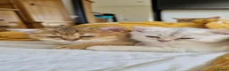 British Shorthair cats for sale: Beautiful gold British shorthair  - Advert 3