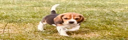 Beagle dogs for sale: 🐶⭐️Gorgeous Beagle puppies⭐️🐶 - Advert 2