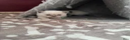 British Shorthair cats for sale: GCCF Registered chunky Colourpoints - Advert 14