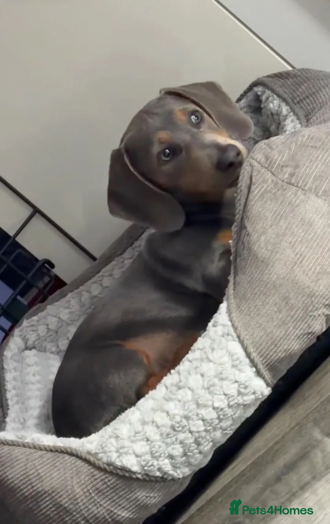 Miniature Dachshund dogs for sale: KC Registered Miniature Dachshund Puppy - Advert 2
