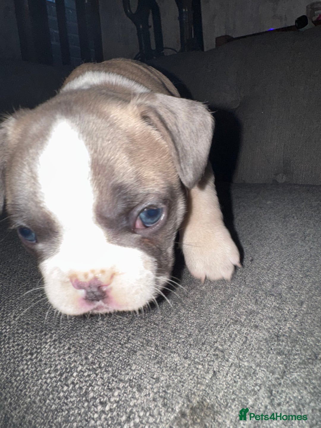 French Bulldog dogs for sale: DWKC Registered Puppies – Health Tested  - Advert 4