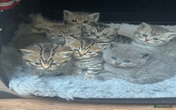 Scottish Fold cats for sale: Scottish straights  - Image 2