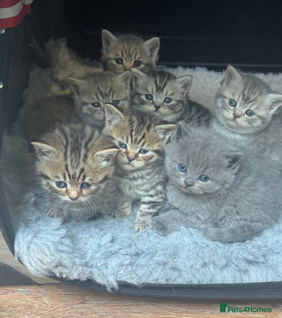 Scottish Fold cats for sale: Scottish straights  - Image 2