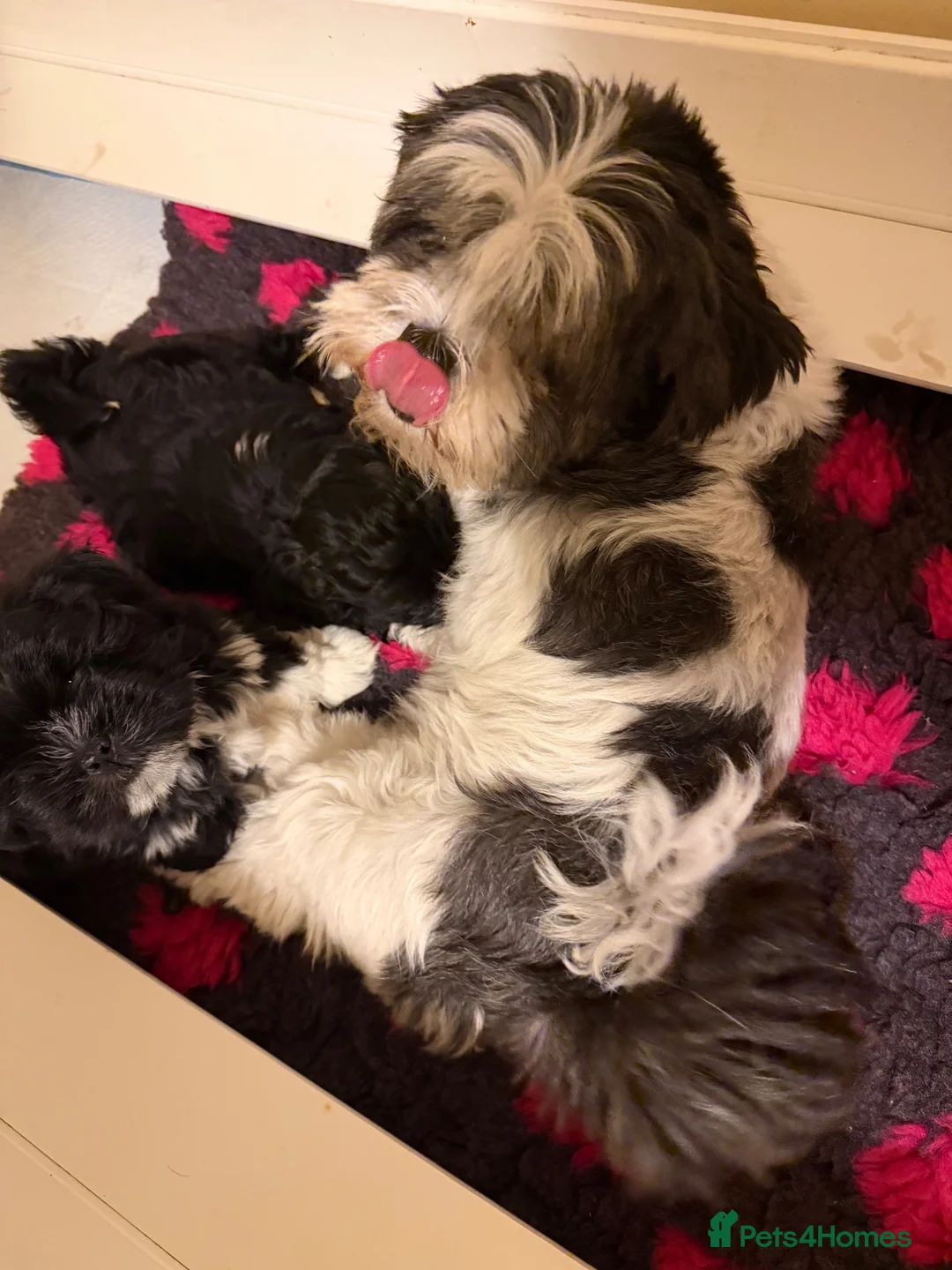 Lhasa Apso dogs for sale: Lhasa apso puppies  - Advert 3