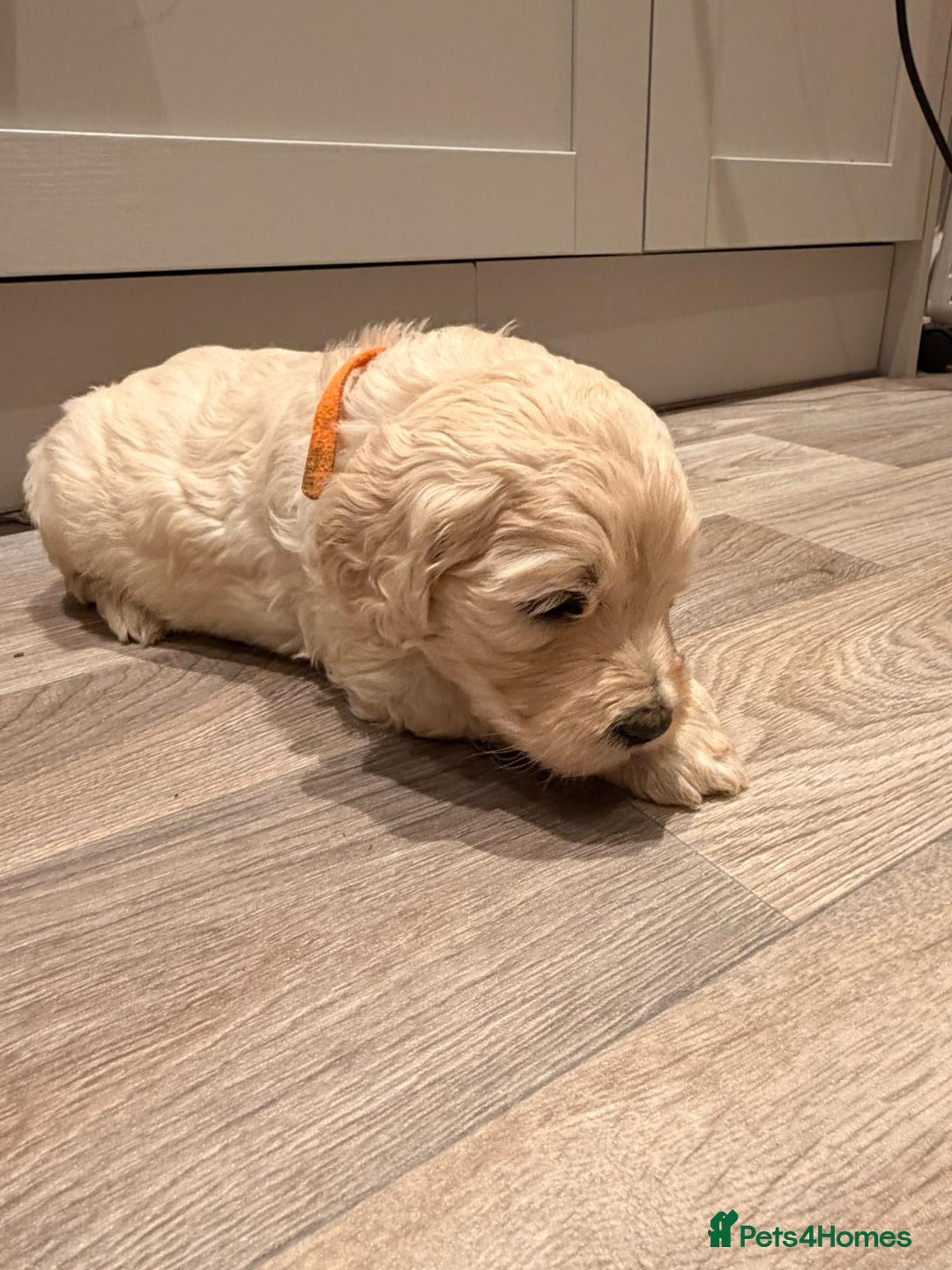 Goldendoodle dogs for sale: Golden doodle puppies  - Advert 17