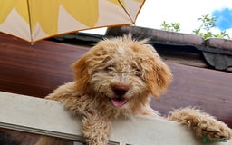Lagotto Romagnolo dogs for sale: ❗️Ready to go❗️Lagotto - The best breed ever in London - Image 10
