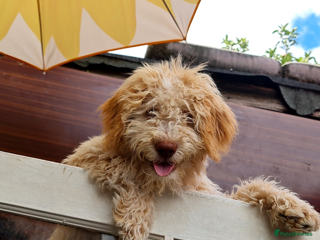 Lagotto Romagnolo dogs for sale: ❗️Ready to go❗️Lagotto - The best breed ever in London - Image 10