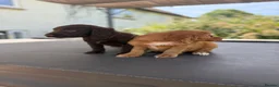 Cocker Spaniel dogs for sale: Cocker spaniel pups - Advert 8