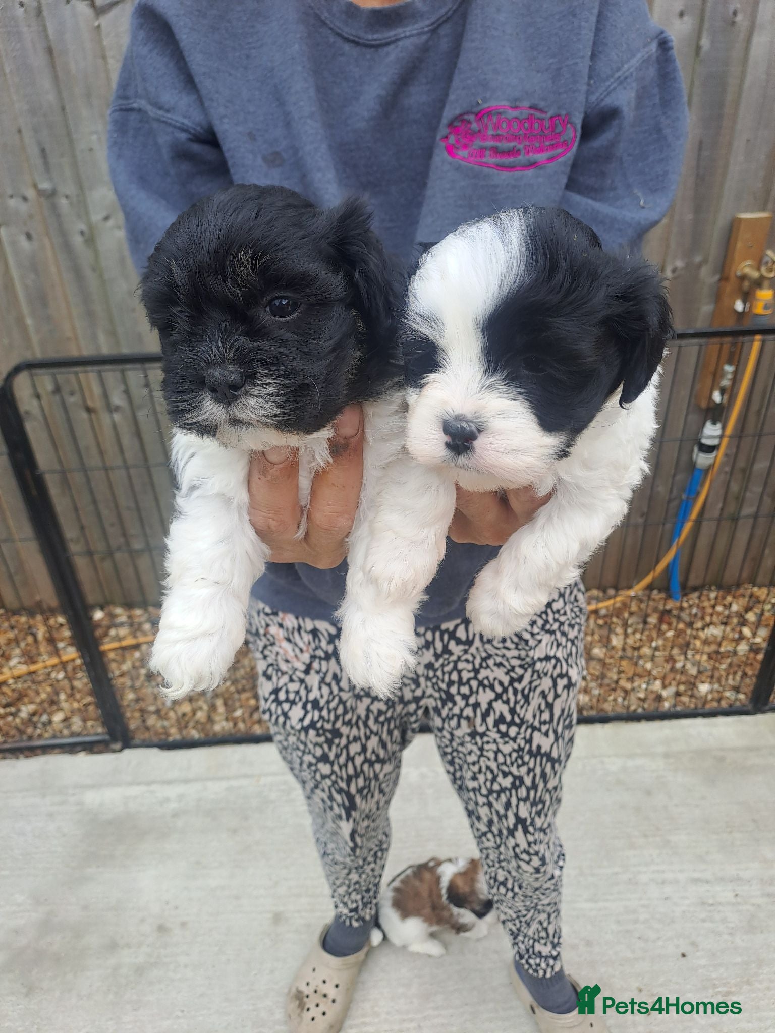 Lhasapoo dogs Lhasapoo Puppies  - Advert 1