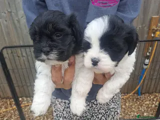 Lhasapoo dogs Lhasapoo Puppies - Advert 5