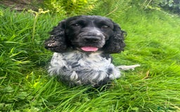 Cocker Spaniel dogs for sale: Show Type Cocker Spaniel pups  - Image 12