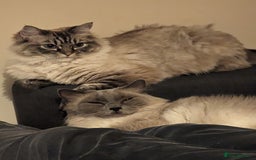 Ragdoll cats for sale: Lyla the ragdoll - Image 2