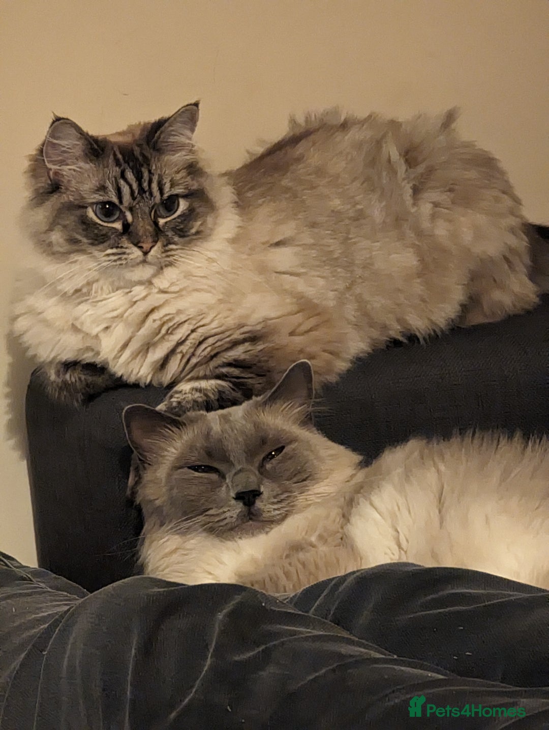 Ragdoll cats for sale: Lyla the ragdoll - Image 2