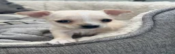 Chihuahua dogs for sale: Gorgeous Chihuahua Puppies  - Advert 11