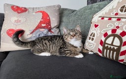 Ragdoll cats for sale: Ragdoll x BSH/MaineCoon kittens  - Advert 4