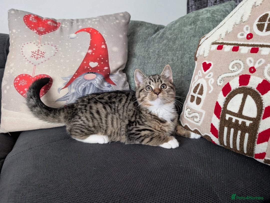 Ragdoll cats for sale: Ragdoll x BSH/MaineCoon kittens  - Advert 4