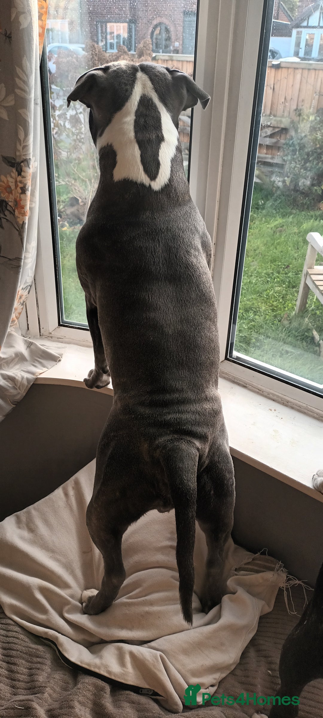 Staffordshire Bull Terrier dogs for stud: 'Blu' our handsome boy looking to Stud - Advert 5