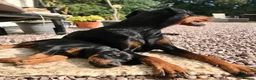 Dobermann dogs for sale: Mr Blue- A truly Free Range Doberman - Advert 14