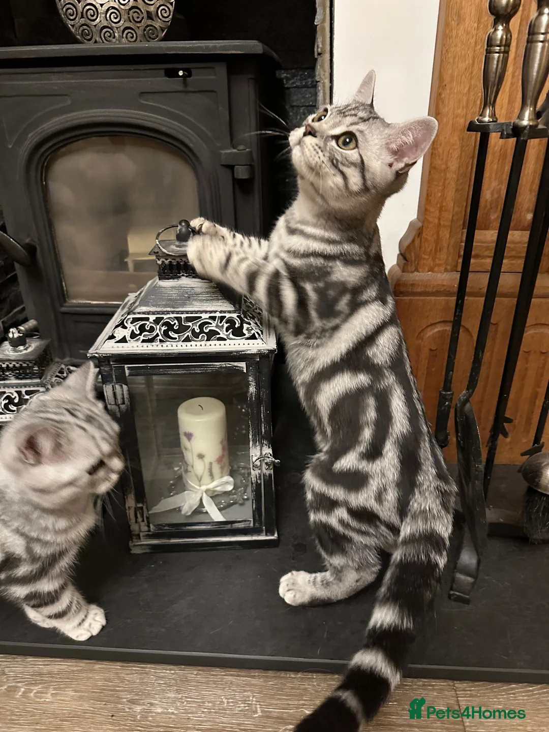 British Shorthair cats for sale: Pedigree Silver tabby British shorthair kittens  - Advert 1