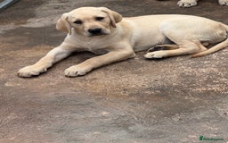 Labrador Retriever dogs for sale: Labrador  - Image 3