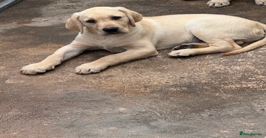Labrador Retriever dogs - Advert 8
