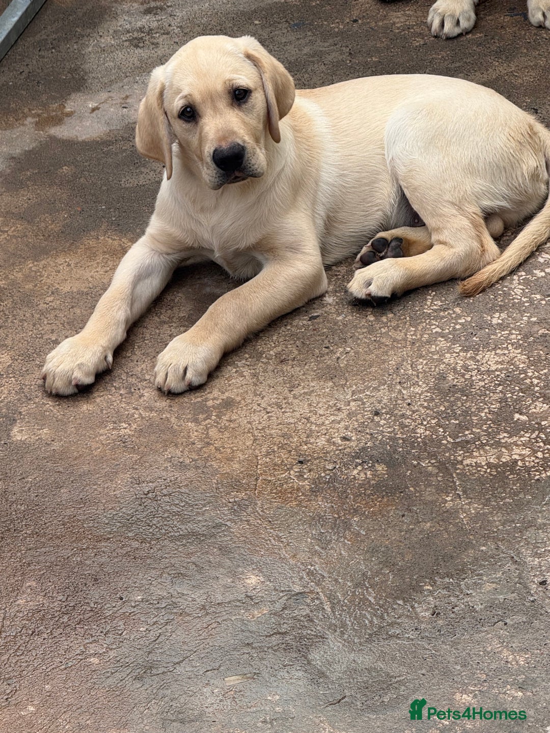 Labrador Retriever dogs for sale: Labrador  - Image 3