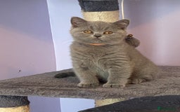 British Shorthair cats for sale: STUNNING, HEALTH TESTED PARENTS, BLUE BSH KITTENS in Burntwood - Image 21