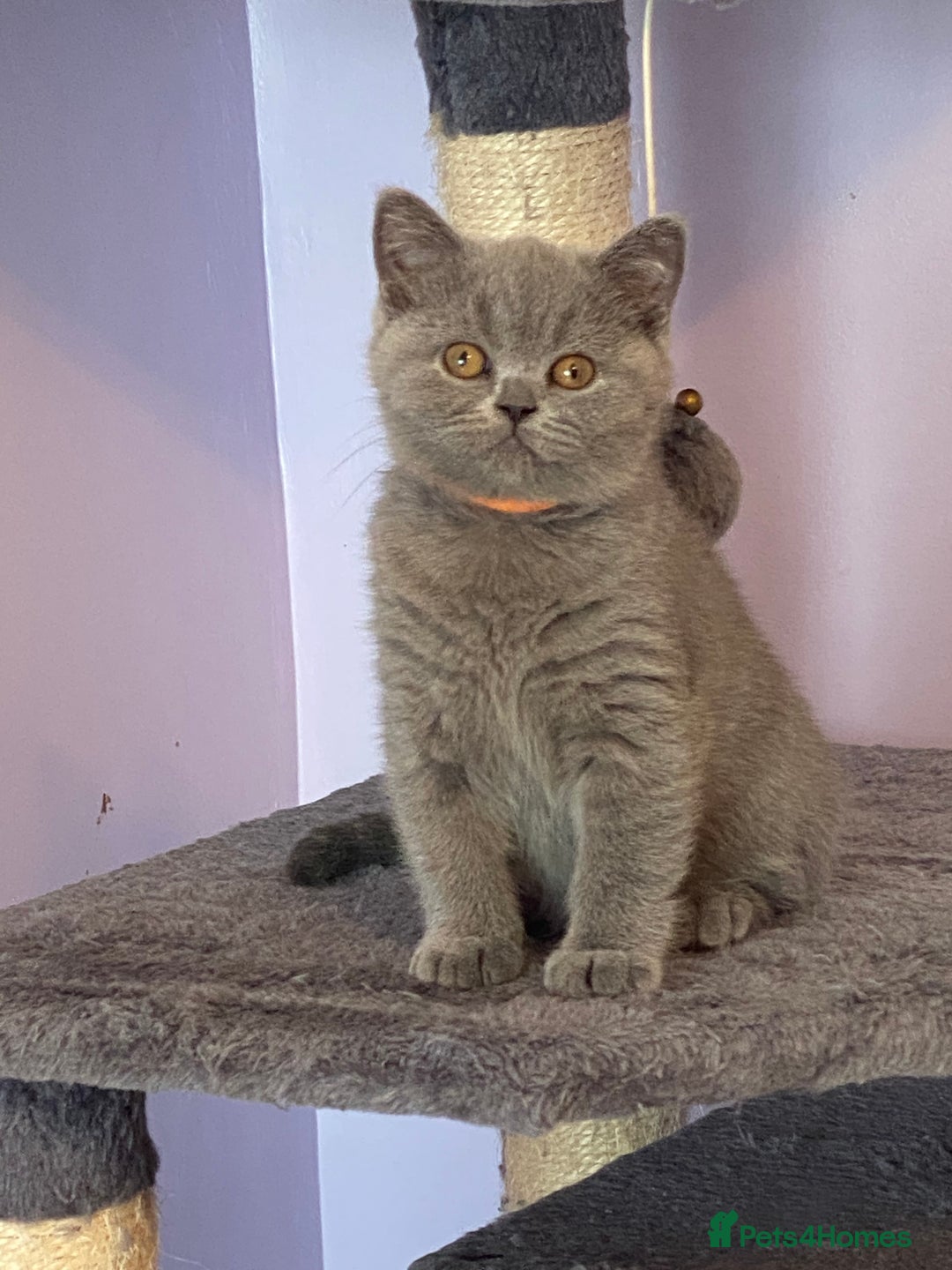 British Shorthair cats for sale: STUNNING, HEALTH TESTED PARENTS, BLUE BSH KITTENS in Burntwood - Image 21