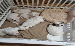 Zuchon dogs for sale: Bichon Frise puppy for sale  - Image 1