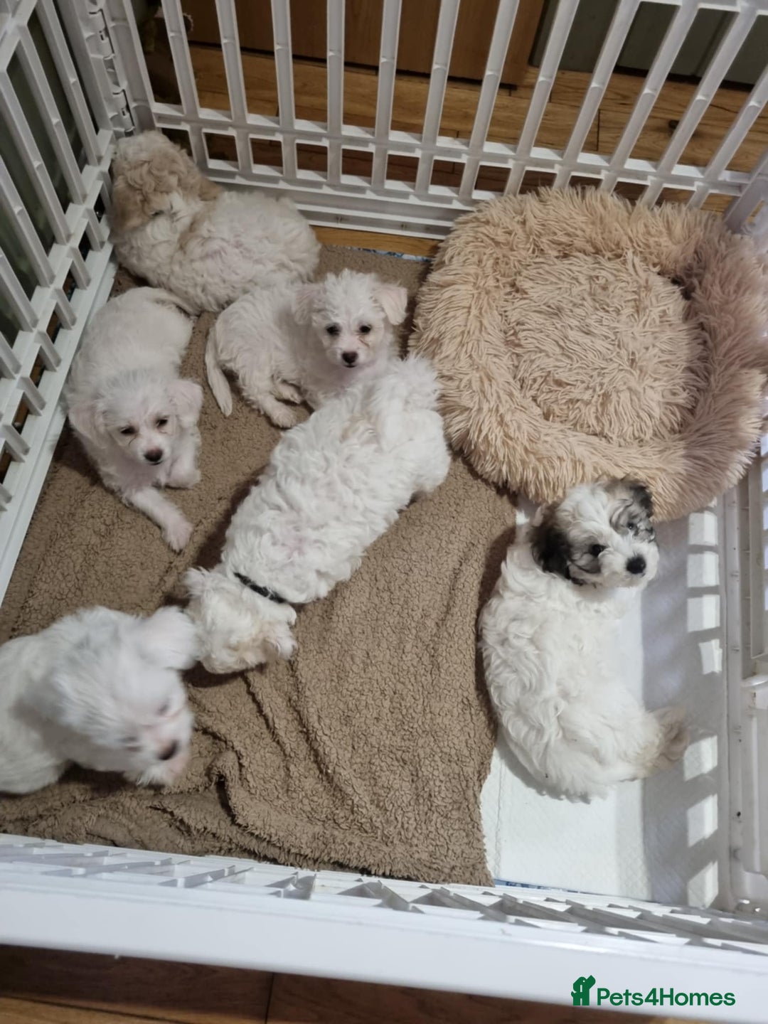 Zuchon dogs for sale: Bichon Frise puppy for sale  - Image 1