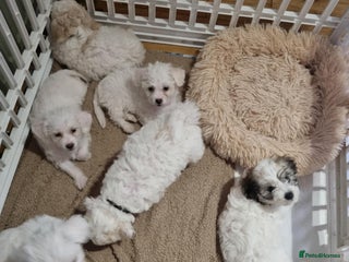 Zuchon dogs - Advert 17