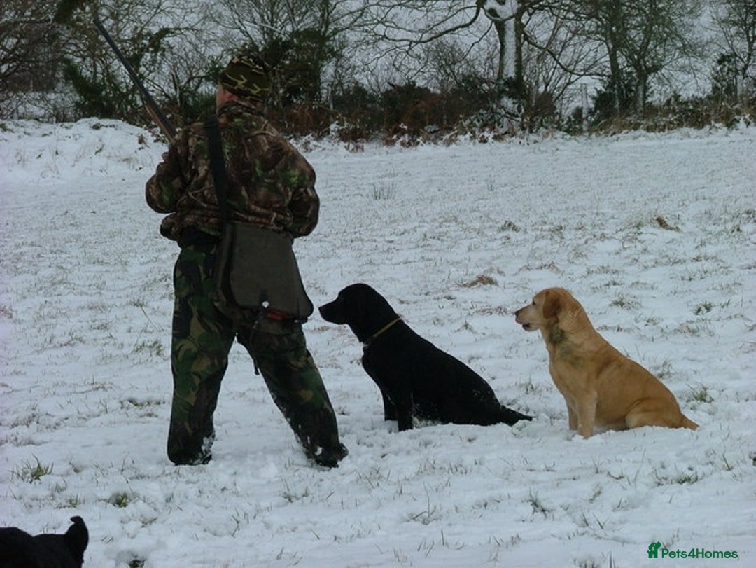 Labrador Retriever dogs for sale: Carefully & selectively bred, versatile pets, FTCH - Image 3