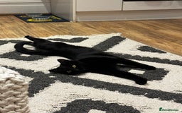 Mixed Breed cats for sale: Moggy cat ‘Florence / Flo’ - Advert 2