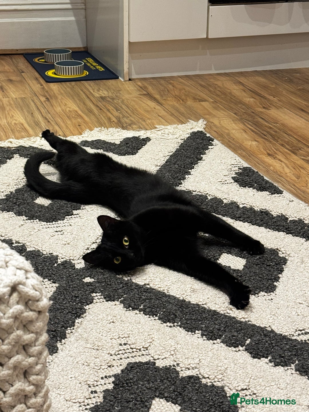 Mixed Breed cats for sale: Moggy cat ‘Florence / Flo’ - Advert 2