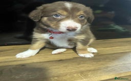Border Collie dogs for stud:  Snoop - Image 24