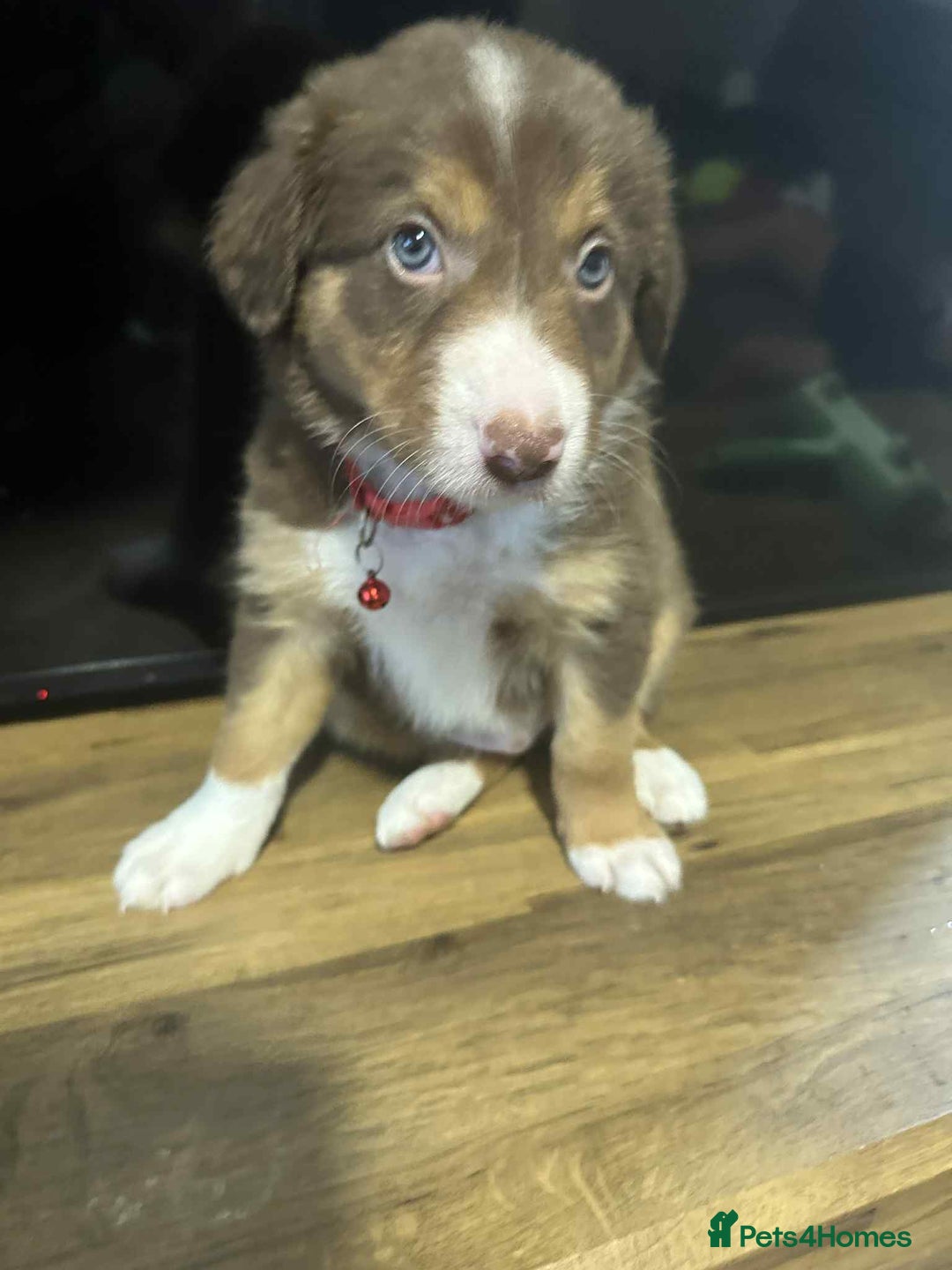 Border Collie dogs for stud:  Snoop - Image 24