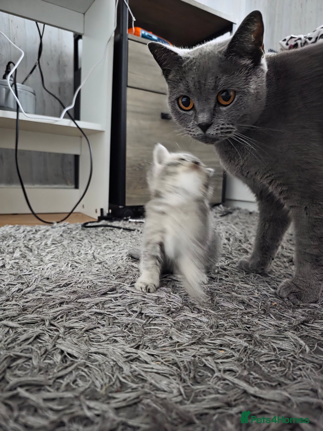 British Shorthair cats for sale: British shorthair  - Advert 16