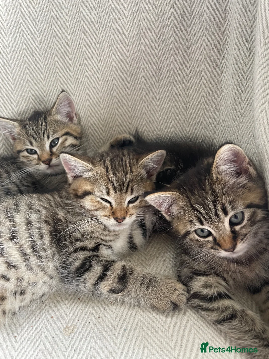 Scottish Fold cats for sale: Scottish fold shorthair kittens in Bognor Regis - Advert 2