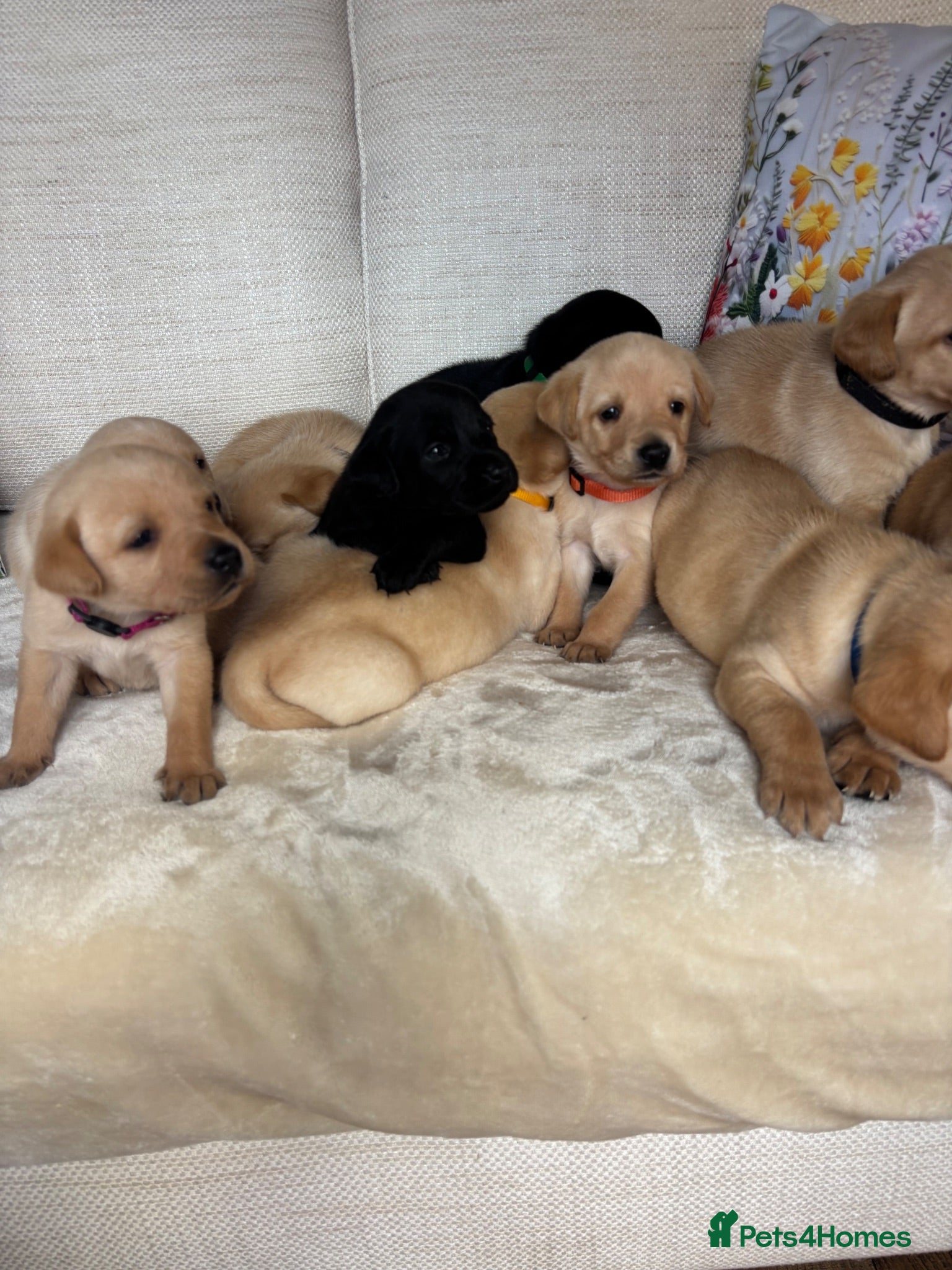 Labrador Retriever dogs DNA tested KC reg Labrador puppies - Advert 1