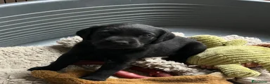 Labrador Retriever 4