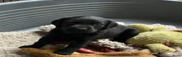 Labrador Retriever dogs for sale: Fox red and black puppies  - Advert 20