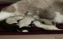 Ragdoll cats for sale: Ragdoll kittens  - Image 5