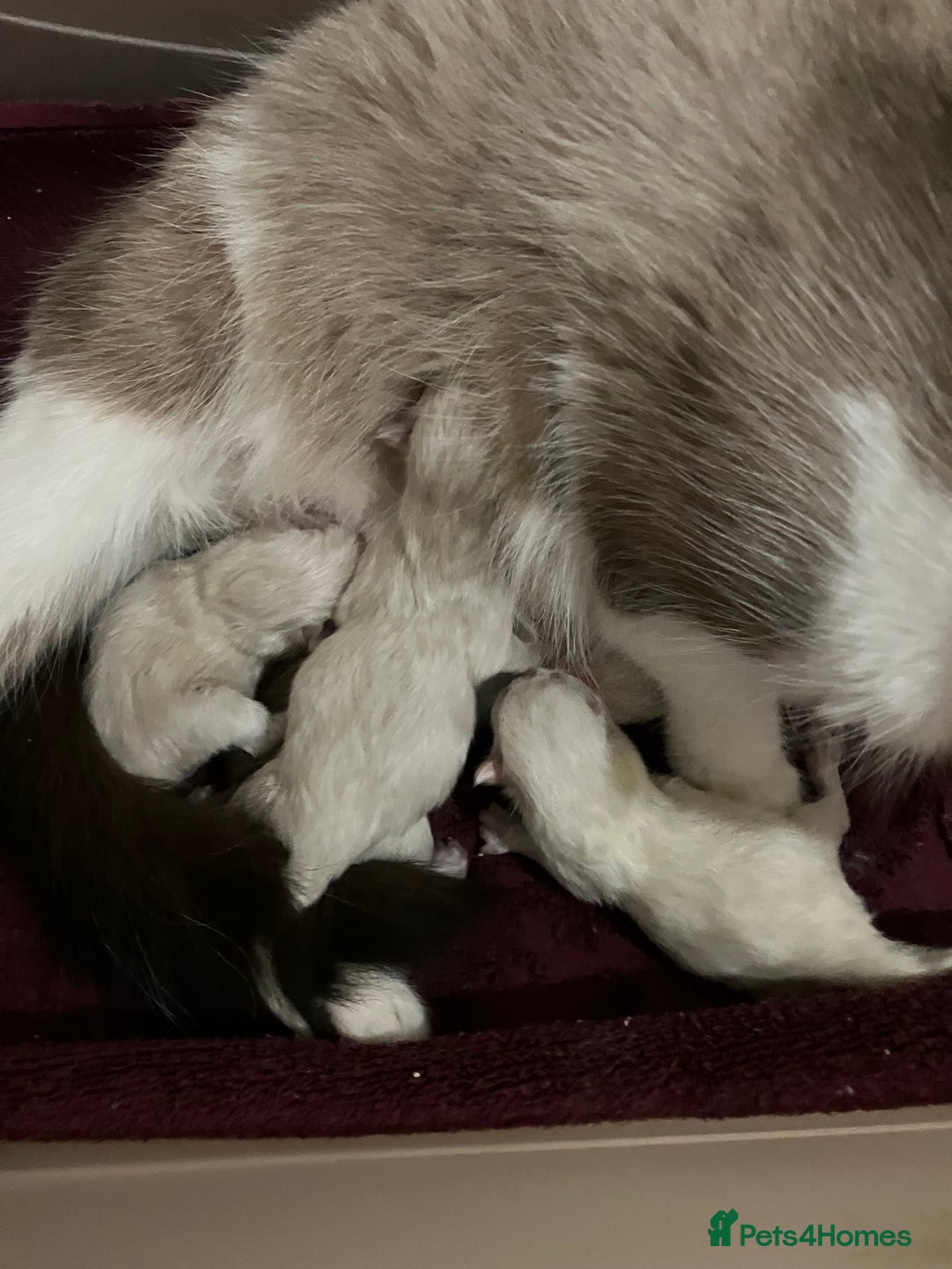 Ragdoll cats for sale: Ragdoll kittens  - Image 5