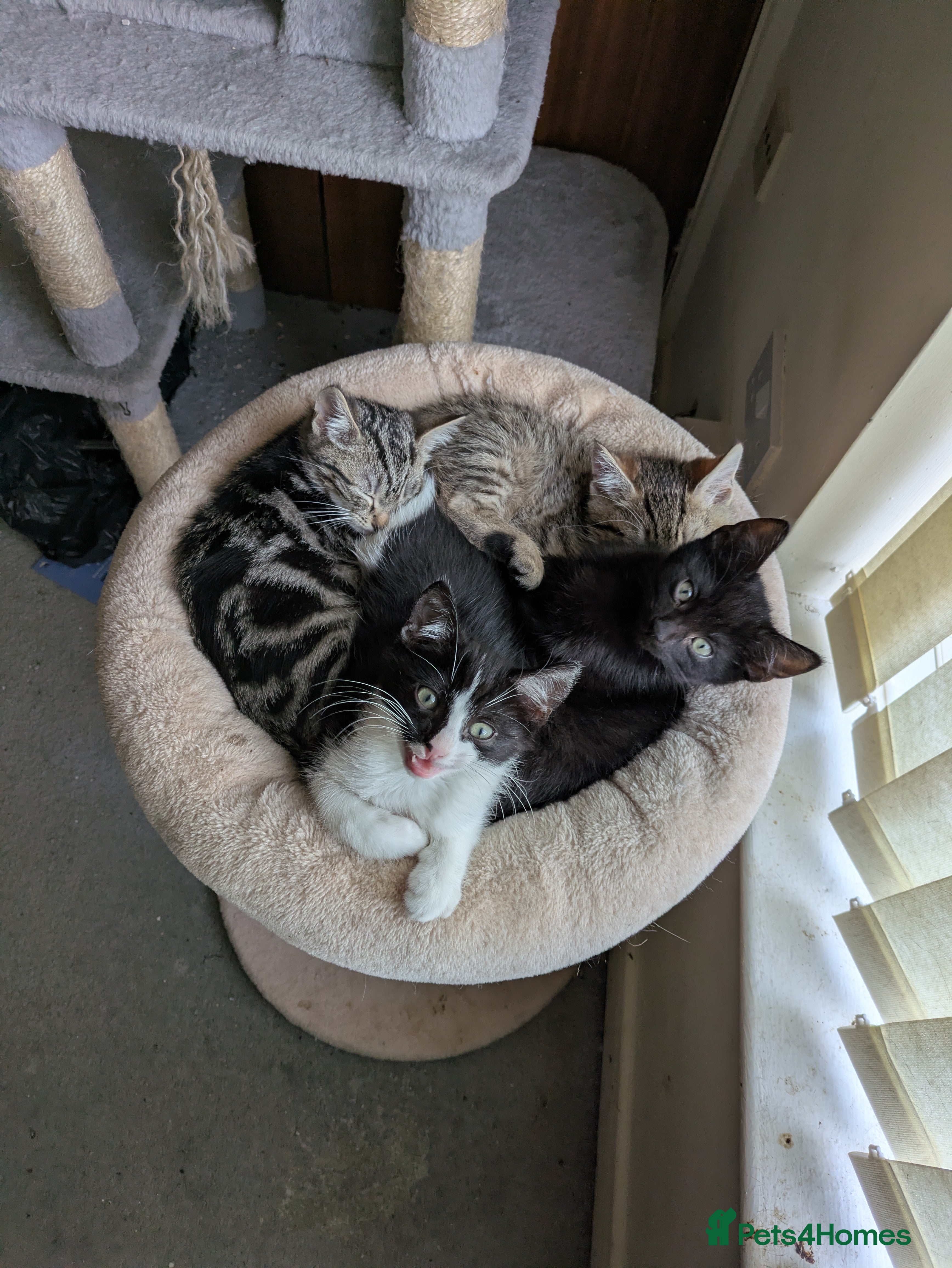 Mixed Breed cats 3 kittens for sale - Advert 6