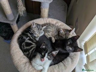 Mixed Breed cats 3 kittens for sale - Advert 4