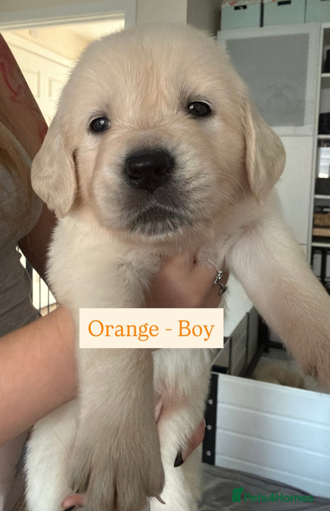 Golden Retriever dogs for sale: Golden Retriever Puppies 4 boys & 3 girls  - Image 22