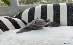 British Shorthair cats for sale: British Shorthair Kittens  - Image 18