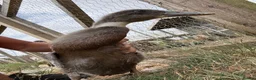 Ducks poultry for sale: Purebred Indian runner ducklings  - Advert 3